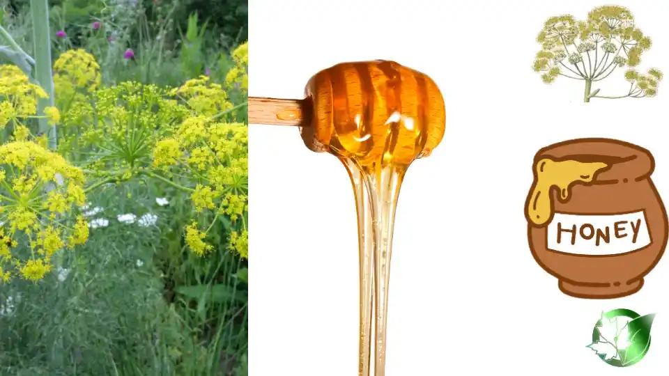 Ferula Honey quality, format, and packaging should be matched to the buyer’s target application.
